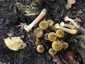 Gyűrűs tuskógomba (Armillaria mellea), Somogy